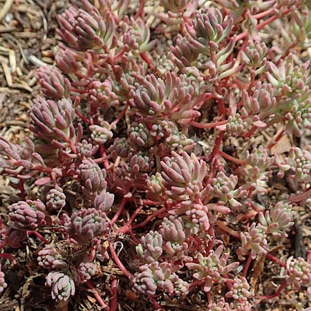 Sedum pallidum \ Bleiche Fetthenne, D Eifel, Dreiborn 9.7.2018