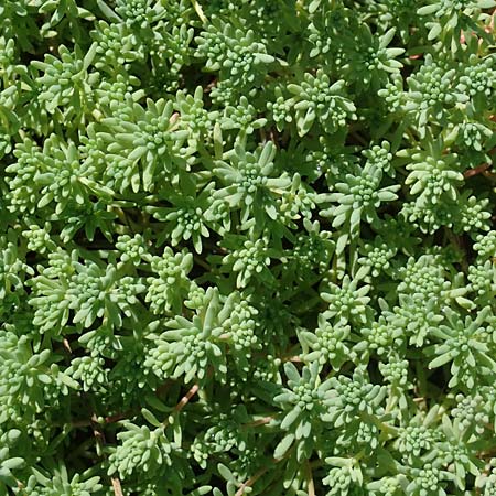 Sedum pallidum \ Bleiche Fetthenne / Turkish Stonecrop, D Eifel, Dreiborn 22.8.2018