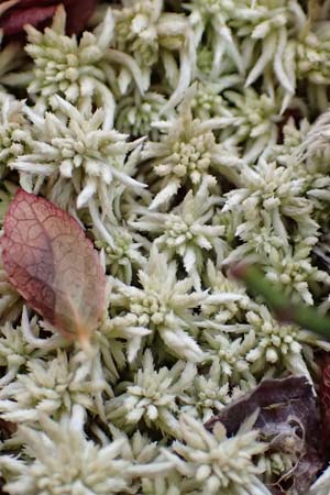 Sphagnum palustre \ Sumpf-Torfmoos / Prairie Sphagnum, D Harz, Sonnenberg 24.8.2018