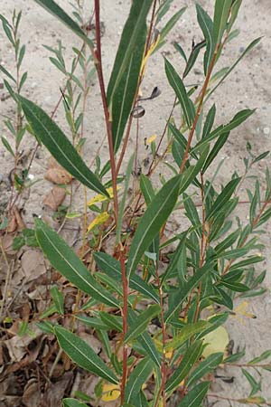 Salix purpurea \ Purpur-Weide / Purple Willow, D Mannheim 11.10.2018