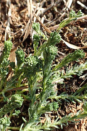 Sedum pallidum \ Bleiche Fetthenne / Turkish Stonecrop, D Römerberg 18.10.2018