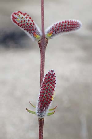 Salix purpurea \ Purpur-Weide / Purple Willow, D Pfalz, Speyer 6.3.2019