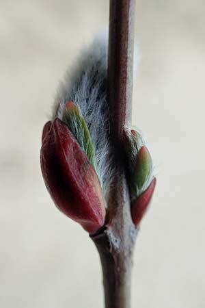 Salix purpurea \ Purpur-Weide, D Pfalz, Speyer 6.3.2019