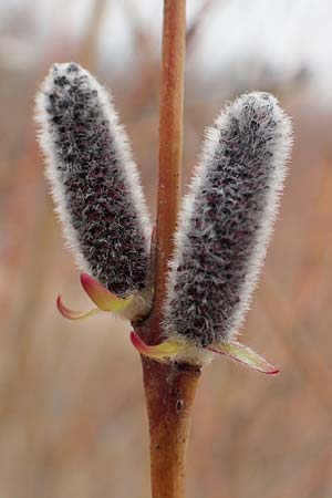 Salix purpurea \ Purpur-Weide / Purple Willow, D Pfalz, Speyer 6.3.2019