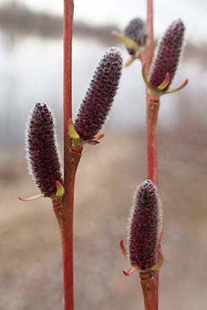 Salix purpurea \ Purpur-Weide, D Pfalz, Speyer 6.3.2019