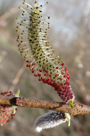 Salix purpurea \ Purpur-Weide / Purple Willow, D Römerberg 13.3.2019