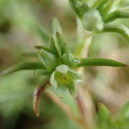 Scleranthus polycarpos \ Triften-Knuelkraut, D Hockenheim 12.4.2019