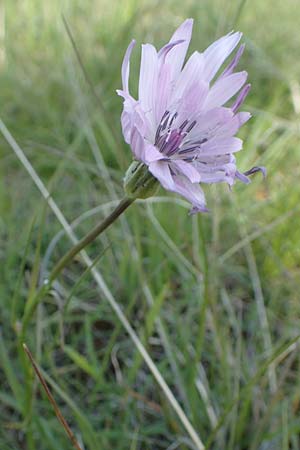 Scorzonera purpurea \ Purpur-Schwarzwurzel, D Neuleiningen 15.5.2019