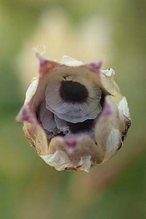 Spergula pentandra \ Fnfmnniger Sprgel / Five-Stamen Spurrey, D Waghäusel-Wiesental 15.4.2020