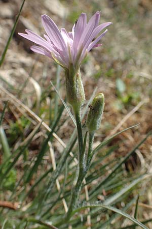 Scorzonera purpurea \ Purpur-Schwarzwurzel / Purple Viper's Grass, D Neuleiningen 23.4.2020