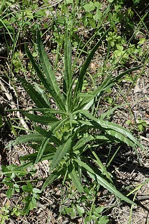 Senecio paludosus \ Sumpf-Greiskraut / Fen Ragwort, D Kollerinsel 6.5.2020