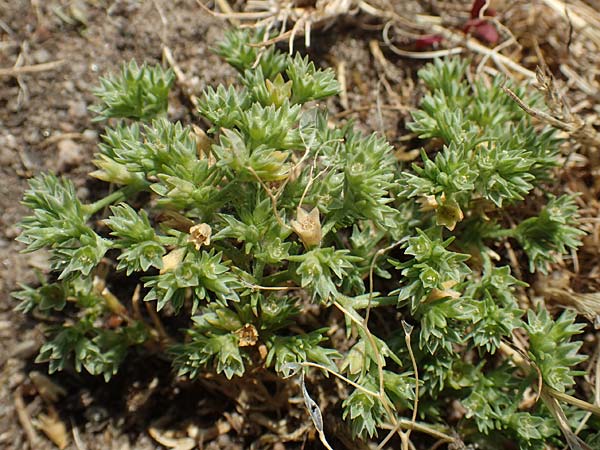 Scleranthus polycarpos \ Triften-Knuelkraut / German Knotweed, D Hockenheim 3.6.2020