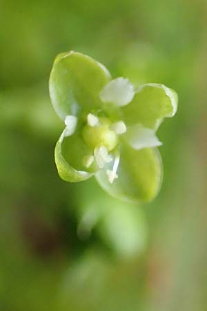 Sagina micropetala \ Aufrechtes Mastkraut / Fringed Pearlwort, D Hunsrück, Börfink 18.7.2020