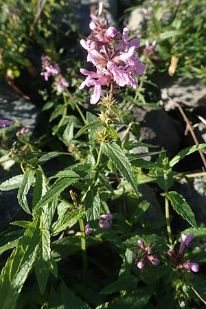 Stachys palustris \ Sumpf-Ziest / Marsh Woundwort, D Sachsen-Anhalt, Havelberg 18.9.2020