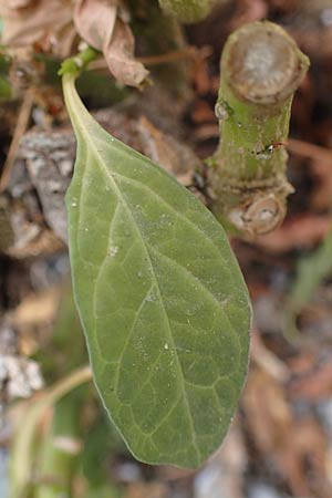 Solanum pseudocapsicum \ Korallen-Bumchen, Korallen-Kirsche, D Mutterstadt 11.10.2020