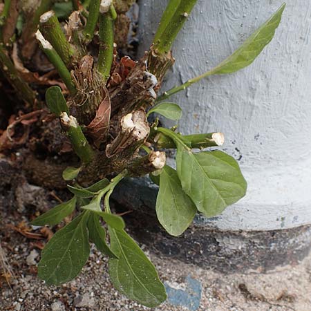 Solanum pseudocapsicum \ Korallen-Bumchen, Korallen-Kirsche, D Mutterstadt 11.10.2020