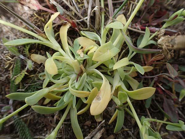 Holosteum umbellatum / Jagged Chickweed, D Viernheim 9.4.2021