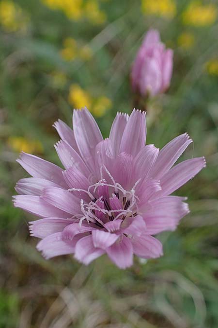 Scorzonera purpurea / Purple Viper's Grass, D Neuleiningen 15.5.2021