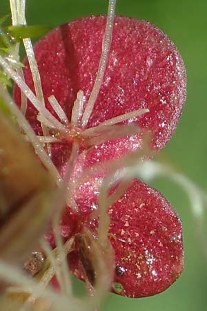 Spirodela polyrhiza \ Vielwurzelige Teichlinse, D Groß-Gerau 29.5.2021