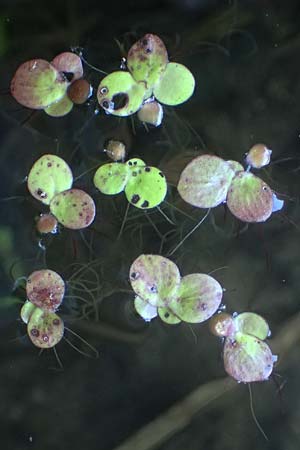 Spirodela polyrhiza \ Vielwurzelige Teichlinse / Greater Duckweed, D Groß-Gerau 29.5.2021