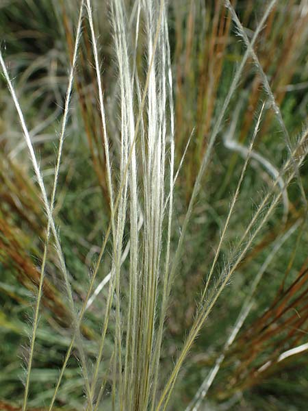 Stipa pulcherrima subsp. palatina / Palatinate Feather-Grass, D Leistadt 13.6.2021