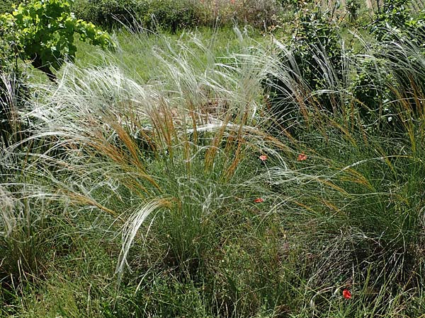 Stipa pulcherrima subsp. palatina \ Pfälzer Federgras / Palatina Feather-Grass, D Leistadt 13.6.2021