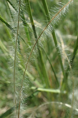 Stipa pulcherrima subsp. palatina / Palatinate Feather-Grass, D Leistadt 13.6.2021