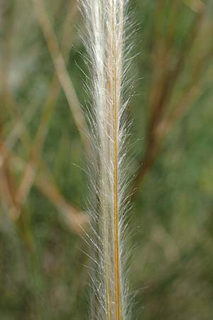 Stipa pulcherrima subsp. palatina / Palatinate Feather-Grass, D Leistadt 13.6.2021