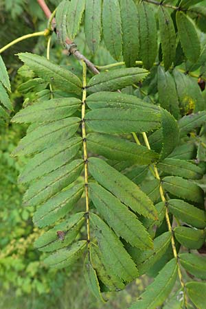 Sorbus domestica \ Speierling / Service Tree, D Herxheim am Berg 1.9.2021