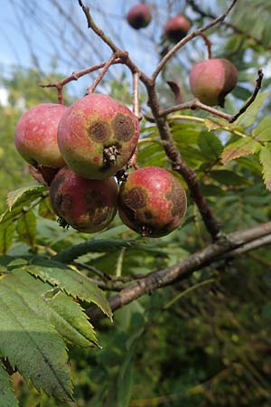 Sorbus domestica \ Speierling / Service Tree, D Herxheim am Berg 1.9.2021