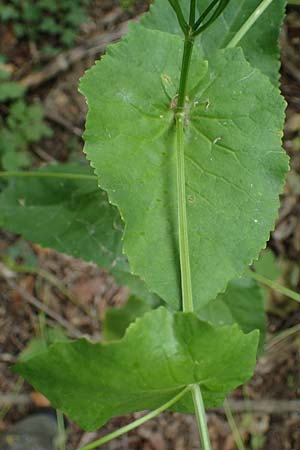 Smyrnium perfoliatum \ Durchwachsene Gelbdolde / Perfoliate Alexanders, D Germersheim 27.5.2022