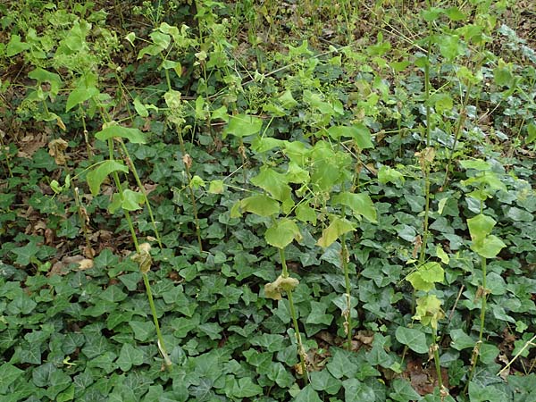 Smyrnium perfoliatum \ Durchwachsene Gelbdolde / Perfoliate Alexanders, D Germersheim 27.5.2022