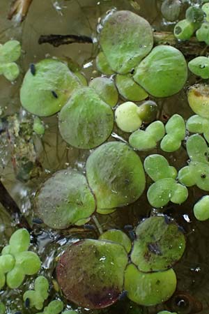 Spirodela polyrhiza \ Vielwurzelige Teichlinse / Greater Duckweed, D Eggenstein-Leopoldshafen 27.5.2022