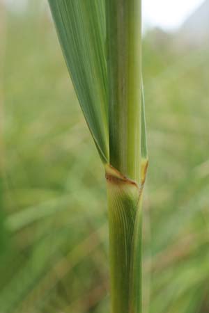 Spartina pectinata \ Goldleistengras / Prairie Cord-Grass, Tall Marsh Grass, D Offenburg 3.9.2022