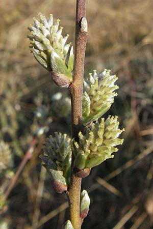 Salix repens \ Kriech-Weide / Creeping Willow, D Allgäu, Gebrazhofen 21.4.2007