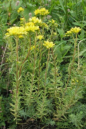 Sedum rupestre \ Felsen-Fetthenne, Tripmadam / Crooked Yellow Stonecrop, Reflexed Stonecrop, D Hemsbach 28.6.2007