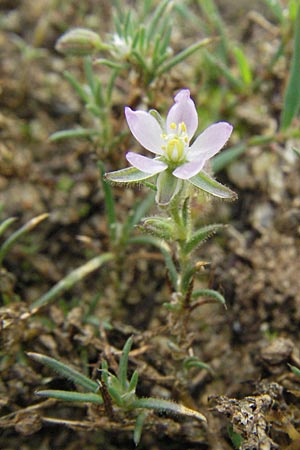 Spergularia rubra \ Rote Schuppenmiere, Roter Sprkling, D Babenhausen 11.8.2007