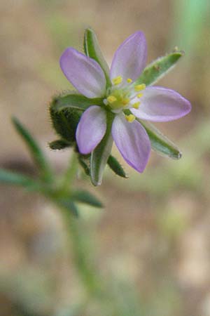 Spergularia rubra \ Rote Schuppenmiere, Roter Sprkling, D Babenhausen 11.8.2007