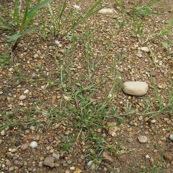 Spergularia rubra / Sea Spurrey, D Babenhausen 11.8.2007