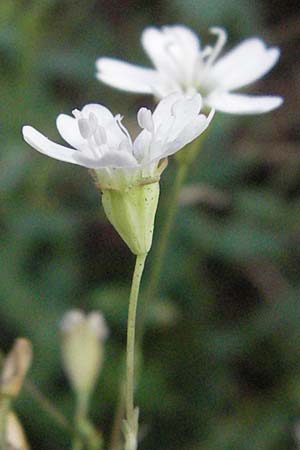 Silene rupestris \ Felsen-Leimkraut, D Schwarzwald, Todtnau 18.8.2007