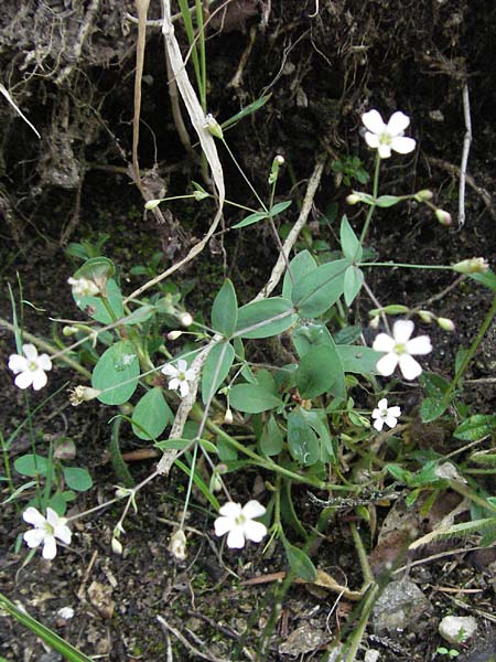 Silene rupestris \ Felsen-Leimkraut, D Schwarzwald, Todtnau 18.8.2007