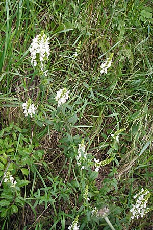 Stachys recta \ Aufrechter Ziest / Yellow Woundwort, D Sulz am Neckar 20.6.2015