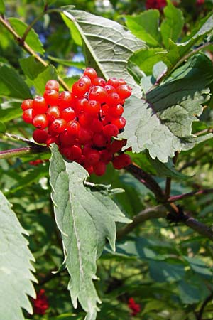 Sambucus racemosa \ Roter Holunder, Trauben-Holunder, D Schwarzwald, Hornisgrinde 5.8.2015