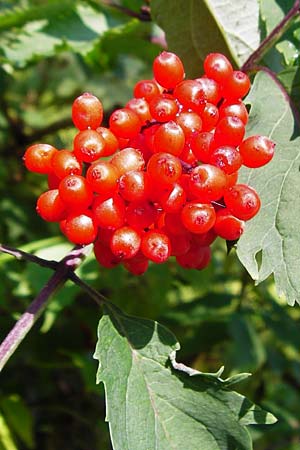 Sambucus racemosa / Red-Berried Elder, D Black-Forest, Hornisgrinde 5.8.2015