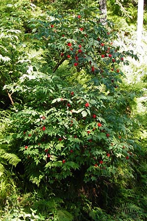 Sambucus racemosa / Red-Berried Elder, D Black-Forest, Hornisgrinde 5.8.2015