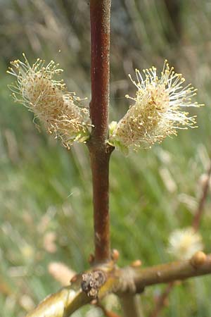 Salix repens \ Kriech-Weide / Creeping Willow, D Leutkirch 7.5.2016