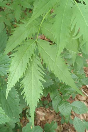 Sambucus racemosa forma laciniata \ Schlitzblttriger Roter Holunder, D Odenwald, Breuberg 11.6.2016