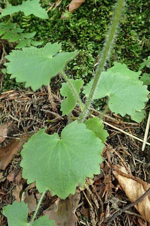 Saxifraga rotundifolia \ Rundblättriger Steinbrech / Round-Leaved Saxifrage, D Pfronten 28.6.2016