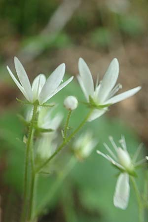 Saxifraga rotundifolia \ Rundblttriger Steinbrech / Round-Leaved Saxifrage, D Pfronten 28.6.2016