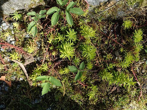 Sedum rupestre / Crooked Yellow Stonecrop, Reflexed Stonecrop, D Weinheim an der Bergstraße 17.4.2018